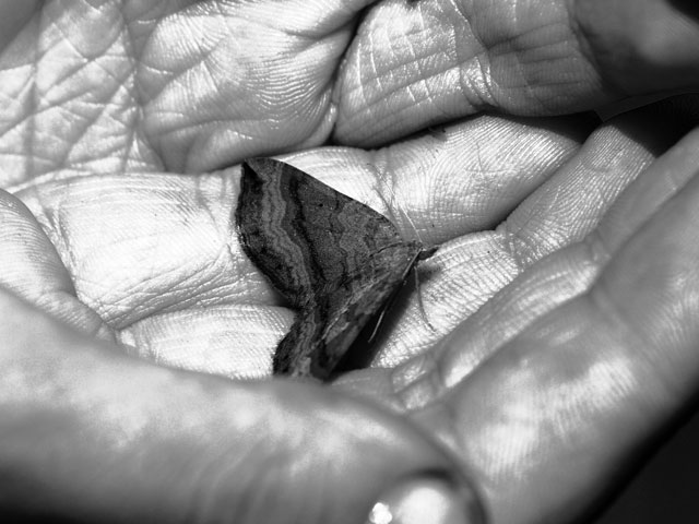 Butterfly on palm.jpg