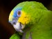 Papoušek2.jpg