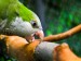 Papoušek4.jpg