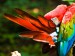 Papoušek13.jpg